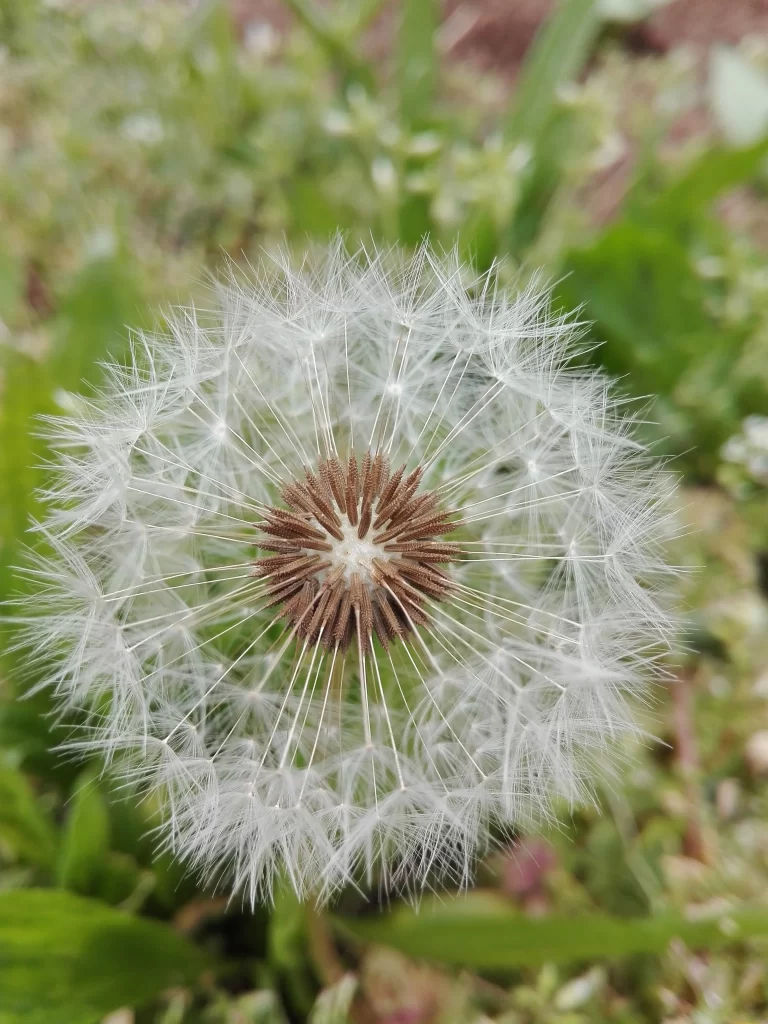 White Dandelion Seed Head Delicate Feathers Green warm Grass