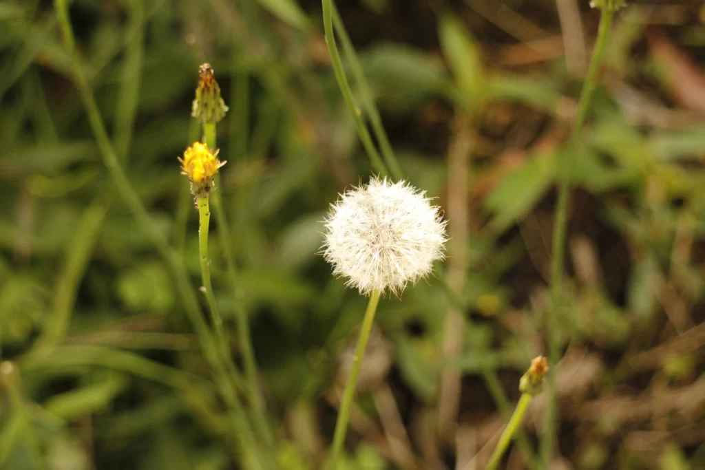 White Dandelion Seed Head Green Stalks Yellow Bud