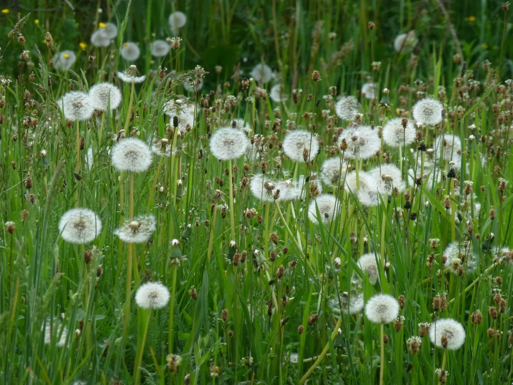 White Dandelion Seed Heads Green Grass Delicate Feathery