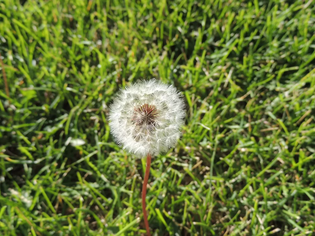 White Dandelion Seed Head Green warm Grass