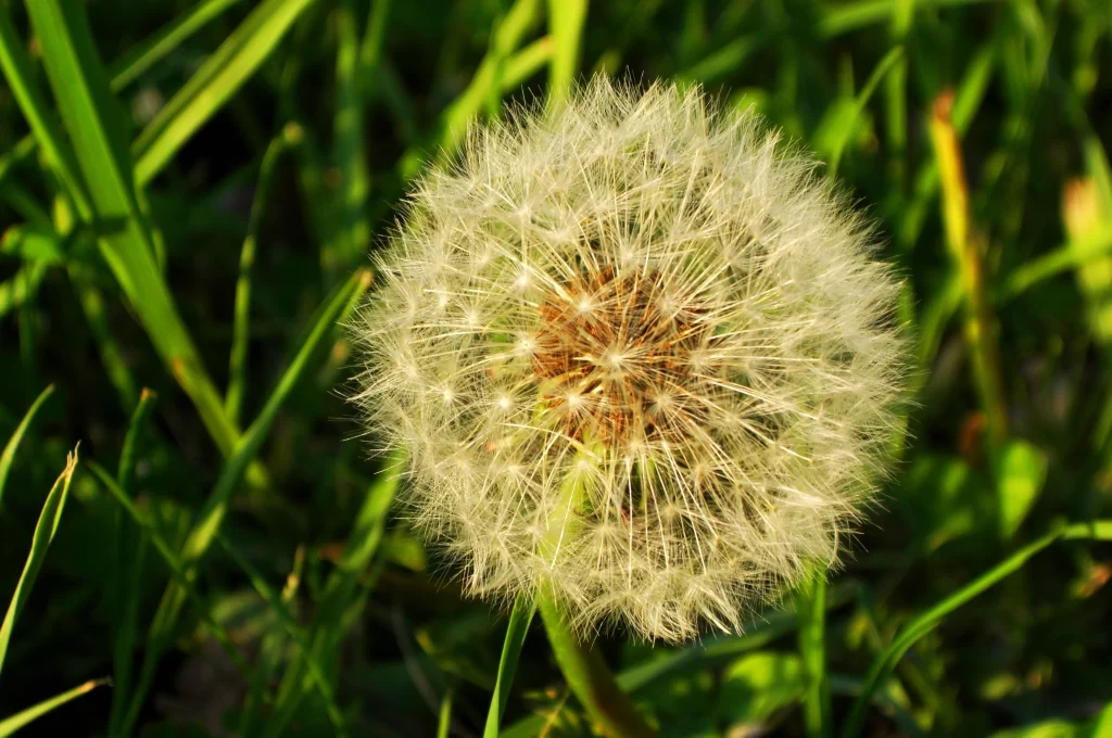 White Dandelion Seed Head Fuzzy Green warm Grass