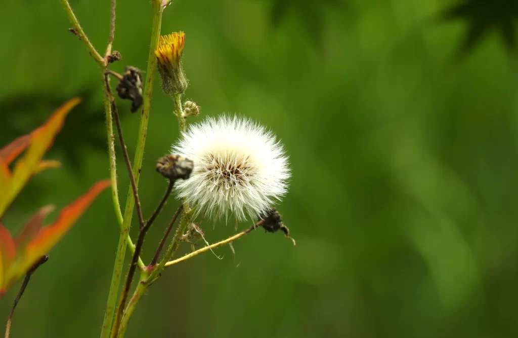 White Dandelion Seed Head Fuzzy Green warm Background