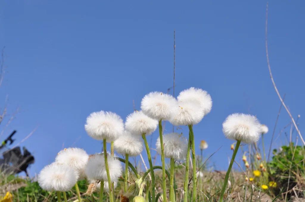 White Dandelion Seed Heads Blue Sky Green Stems
