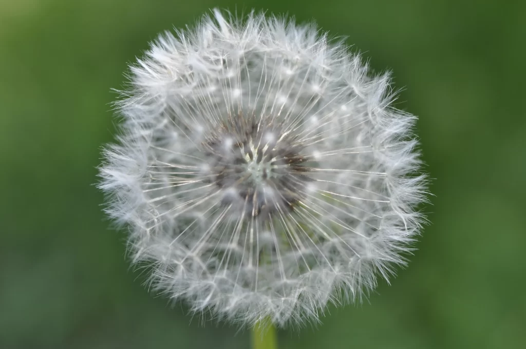 White Dandelion Seed Head Feathery Delicate Green gray Background