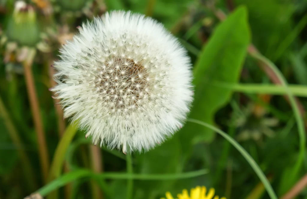 White Dandelion Seed Head Green Grass Delicate warm Feathers