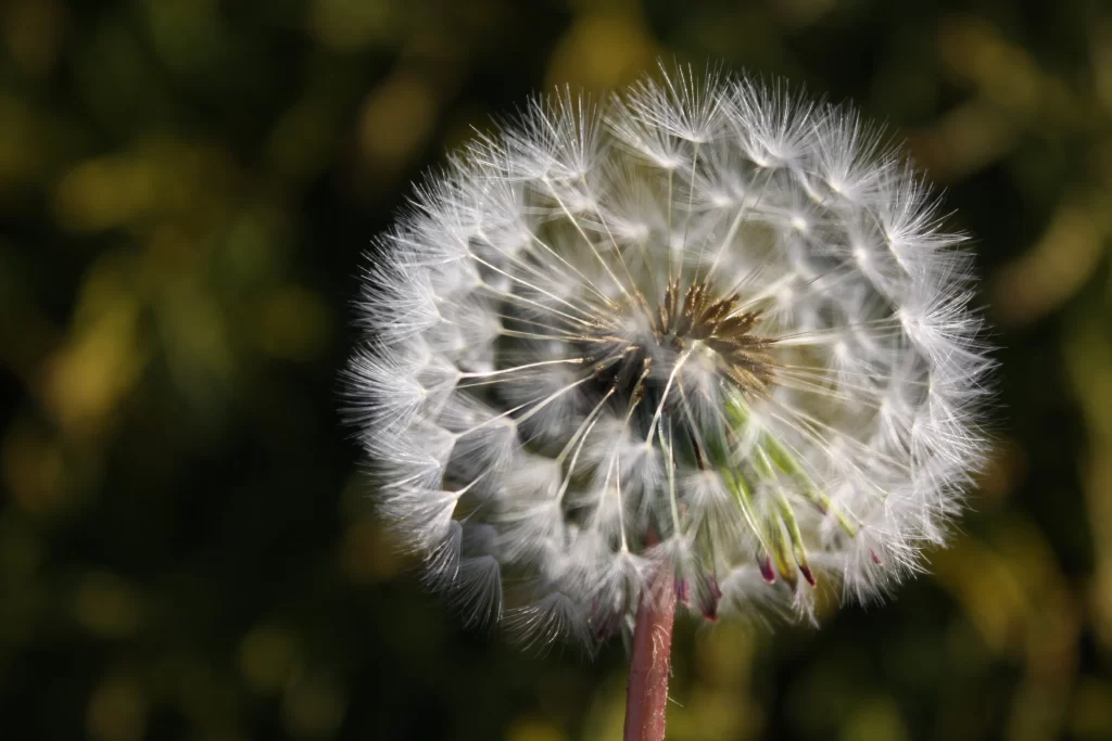 White Dandelion Seed Head Delicate Feathers gray Nature