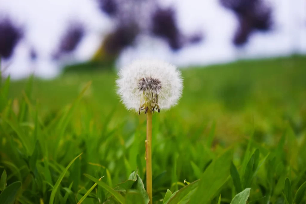 White Dandelion Seed Head Green warm Grass