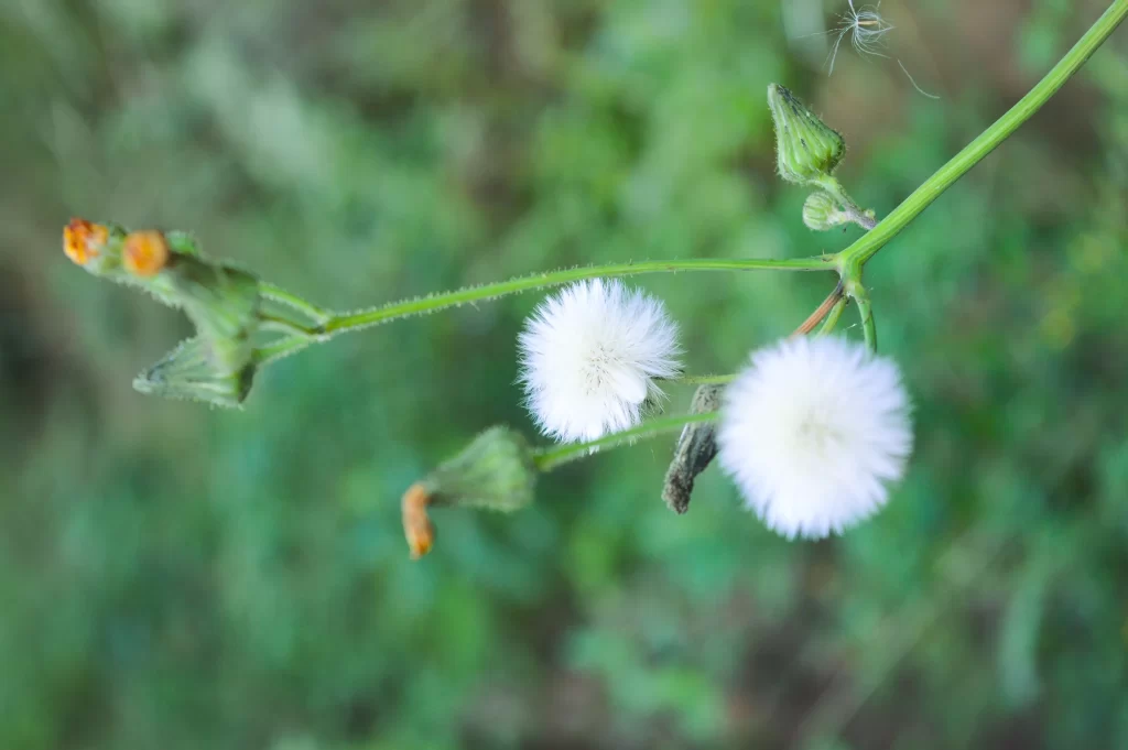 White Dandelion Seed Head Green Stem