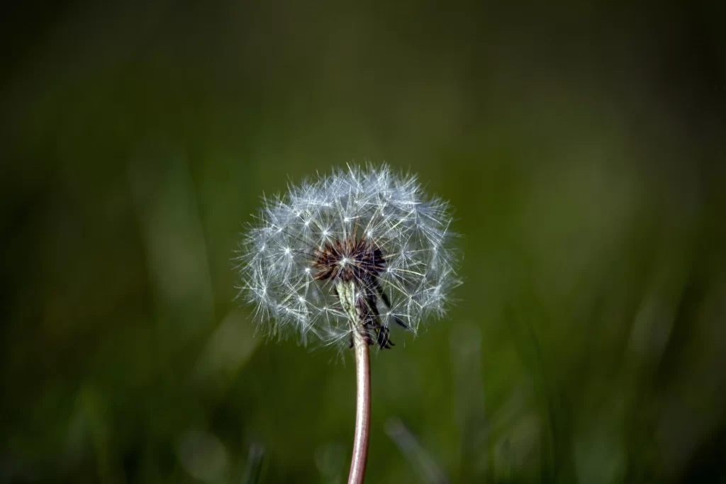 White Dandelion Seed Head Delicate Feathers Green dark Background