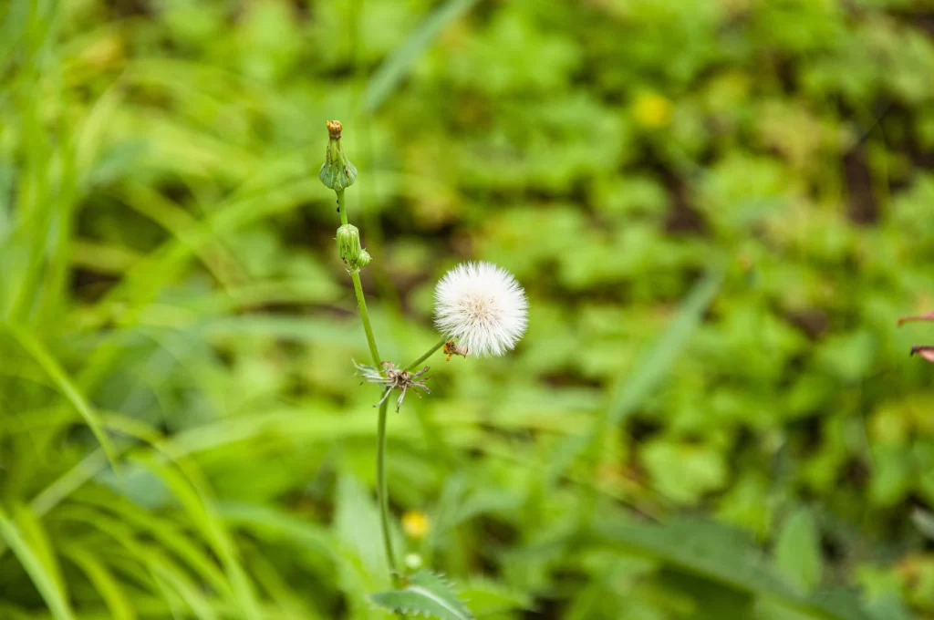 White Dandelion Seed Head Green warm Grass