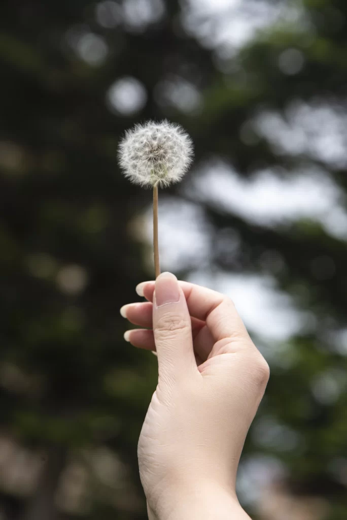 White Dandelion Seed Head Fuzzy Green gray Background