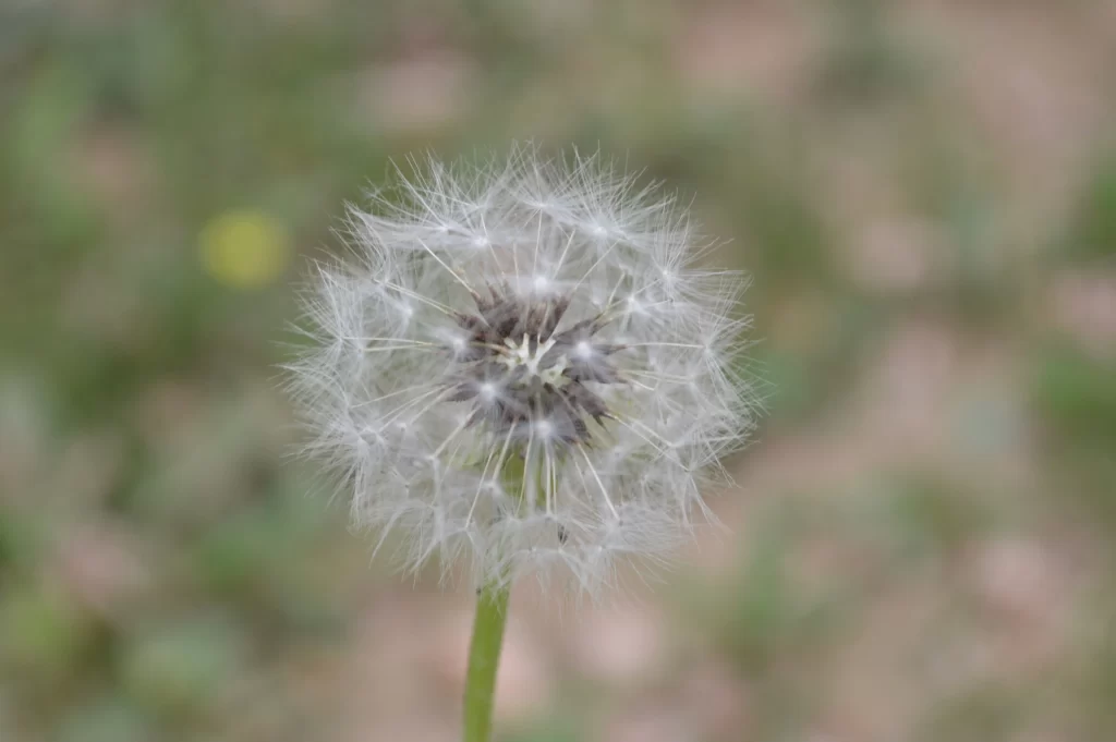 White Dandelion Seed Head Delicate Feathers gray Nature