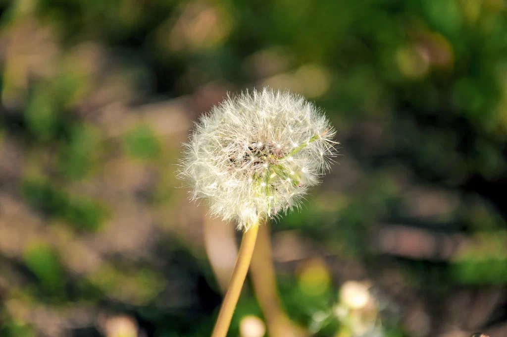 White Dandelion Seed Head Fuzzy Delicate warm Nature