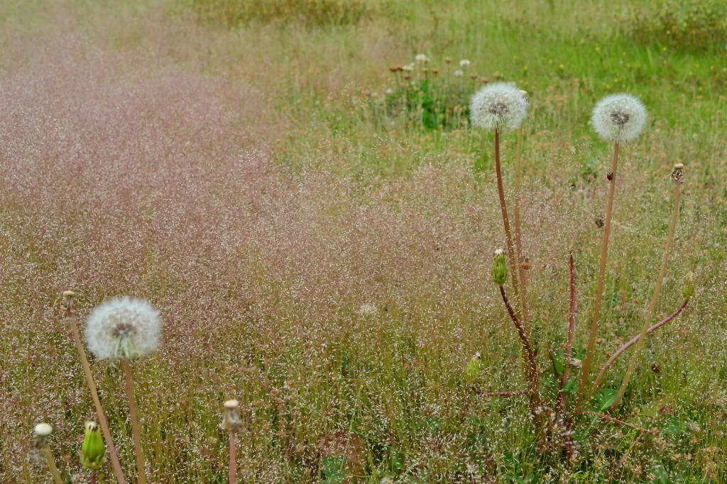 White Dandelion Seed Head Grass warm Green