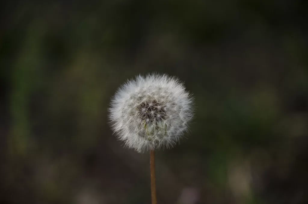 White Dandelion Seed Head Delicate Fuzzy Round Nature