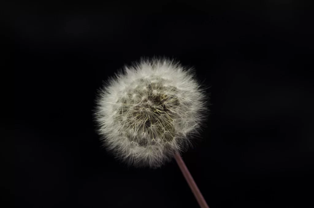White Dandelion Seed Head Fuzzy Delicate dark Nature