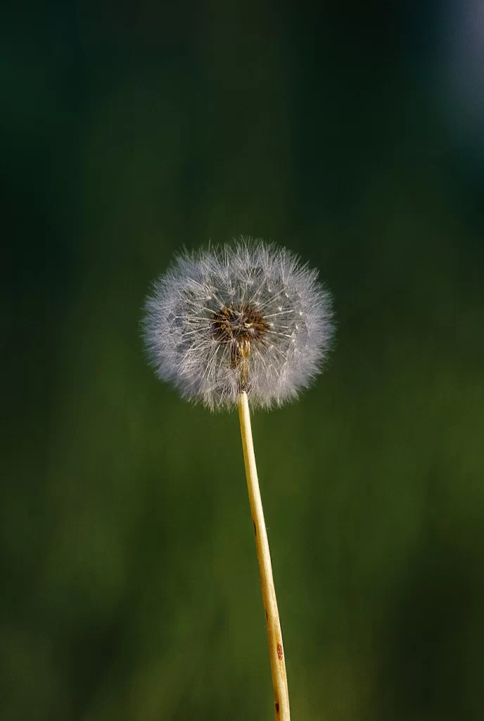 White Dandelion Seed Head Delicate Feathers Green dark Background