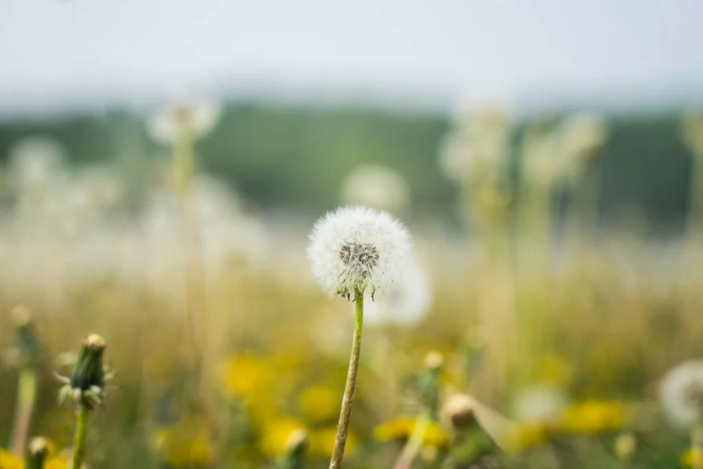 White Dandelion Seed Head Delicate Fuzzy Green Stem Field
