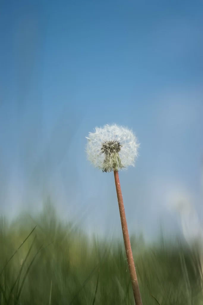 White Dandelion Seed Head Green Grass Blue cool Sky