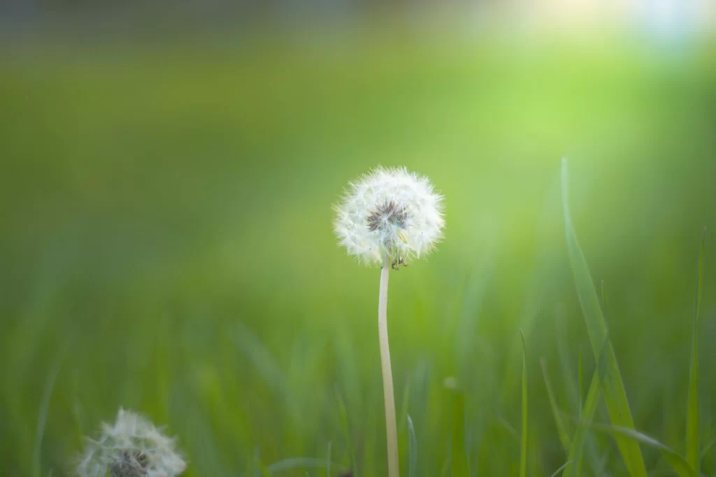 White Dandelion Seed Head Grass warm Green