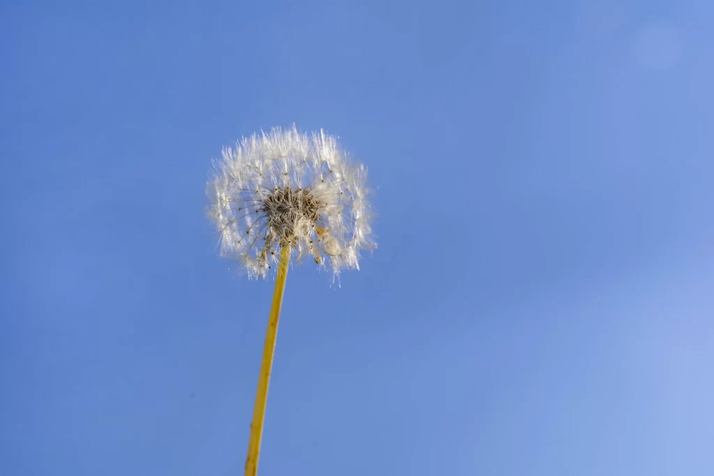 White Dandelion Seed Head Blue cool Sky