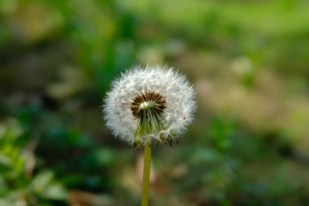 White Dandelion Seed Head Delicate Feathers Green warm Background