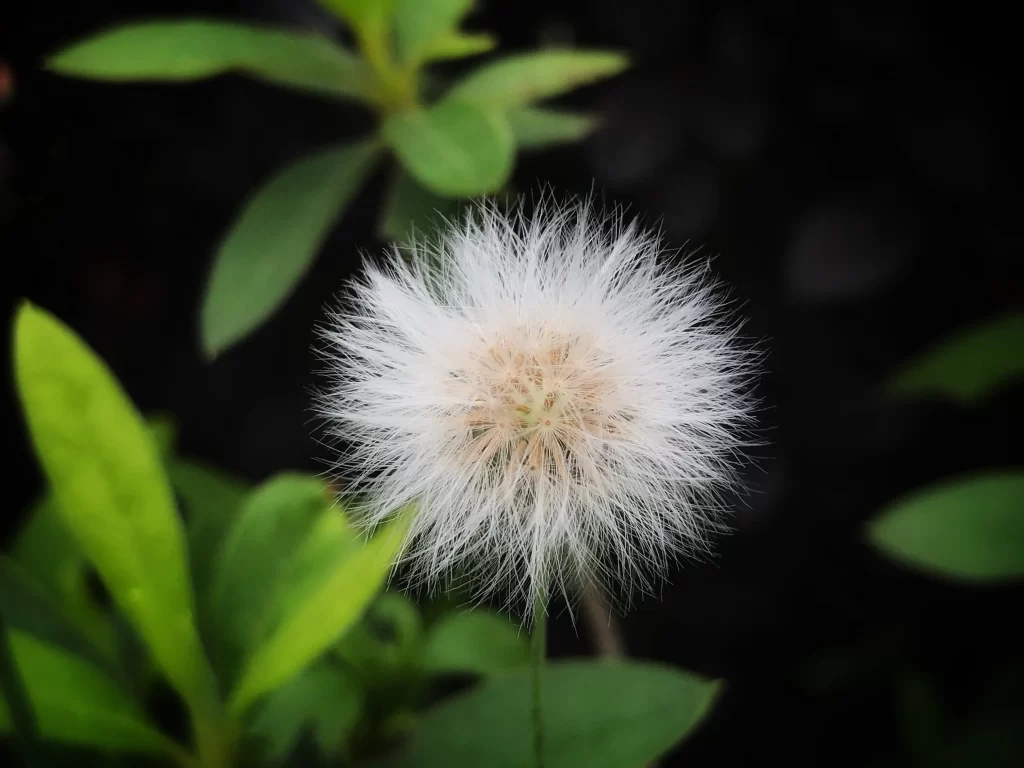 White Dandelion Seed Head Fuzzy Green gray Leaves