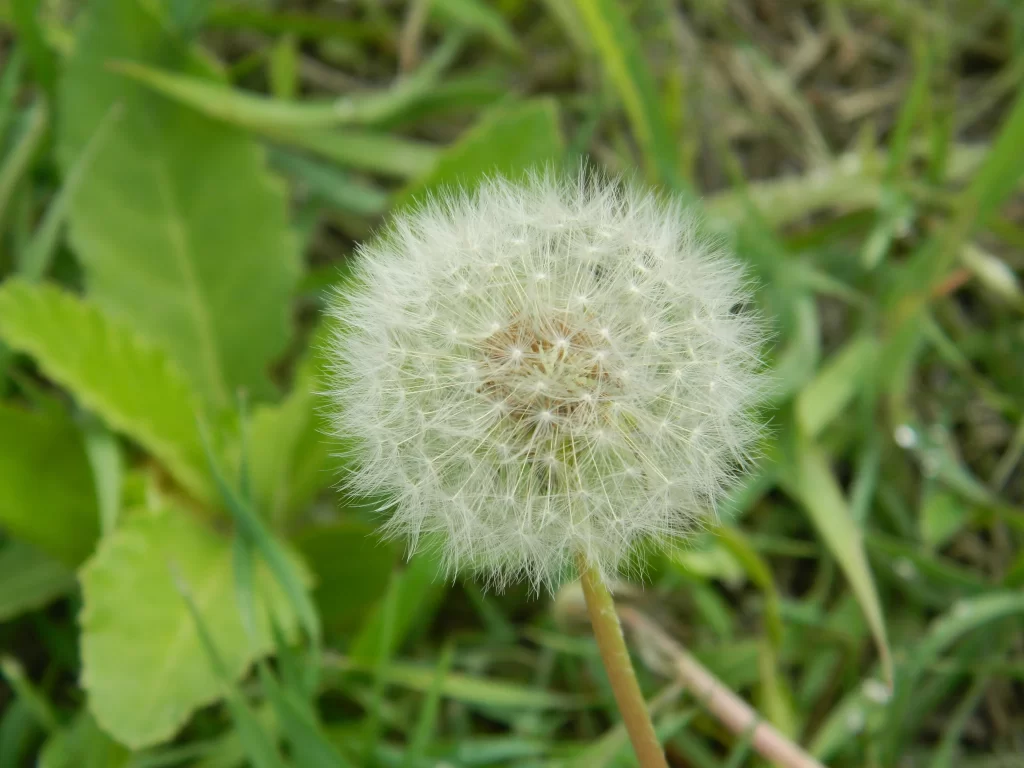 White Dandelion Seed Head Fuzzy Round Green Leaves