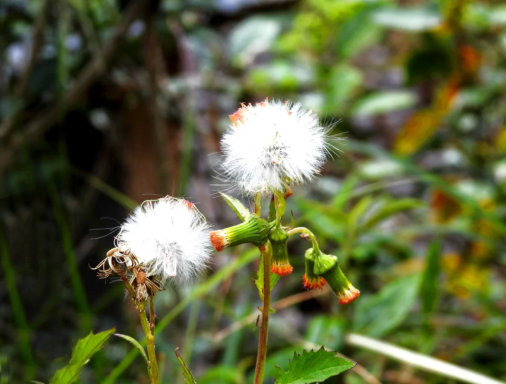White Dandelion Seed Head Green Stems Nature