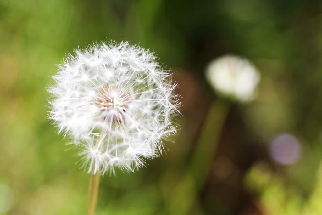 White Dandelion Seed Head Delicate Feathers Green warm Background