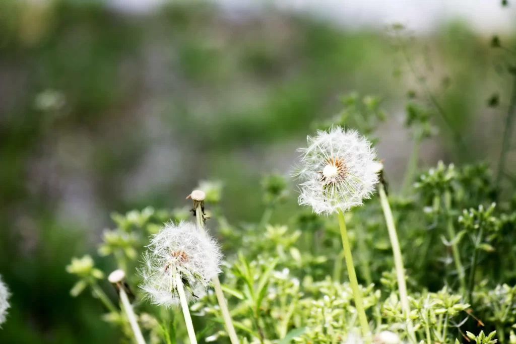 White Dandelion Seed Head Delicate Feathers Green warm Foliage
