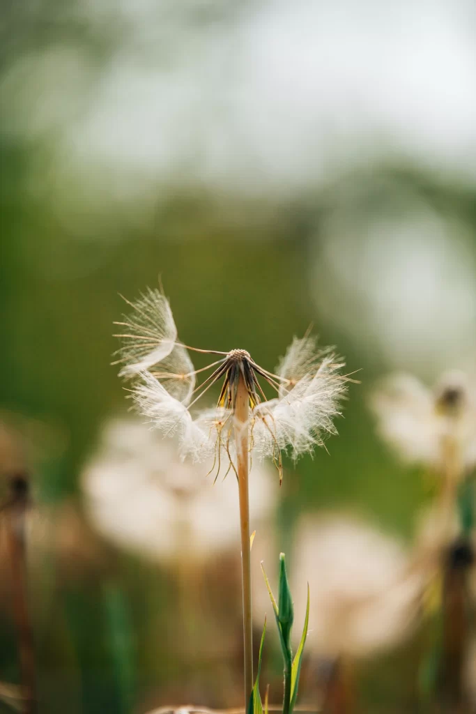 White Dandelion Seed Head Delicate Feathers warm Nature