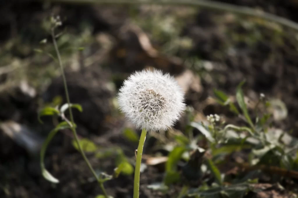 White Dandelion Seed Head Delicate Feathers gray Nature