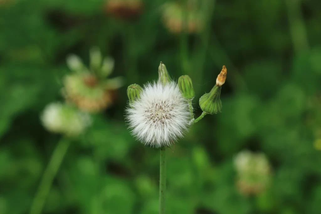 White Dandelion Seed Head Fuzzy Green Stems Nature