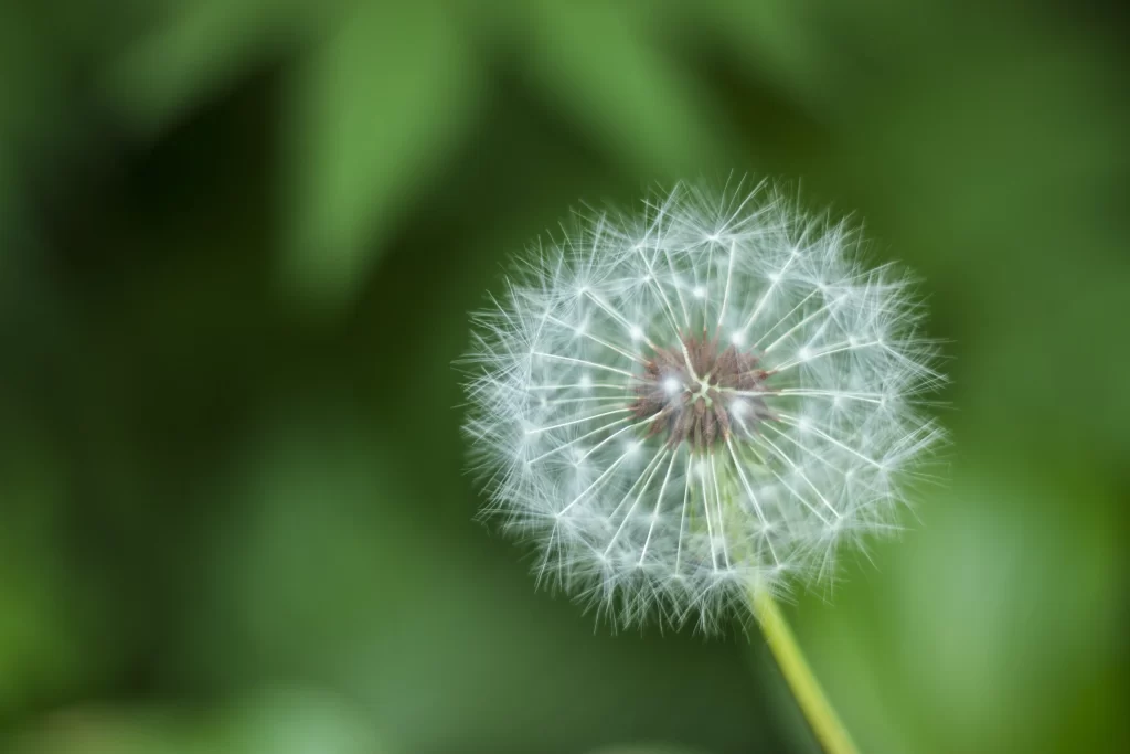 White Dandelion Seed Head Delicate Feathers Green warm Background