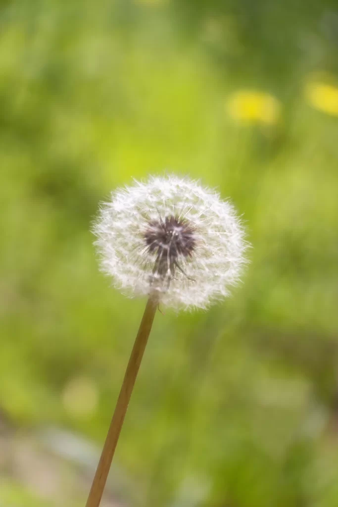 White Dandelion Seed Head Fuzzy Green warm Background