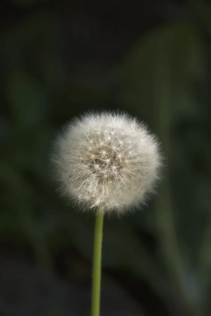 White Dandelion Seed Head Delicate Feathers Green dark Stem