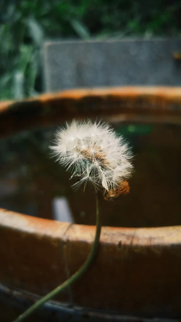 White Dandelion Seed Head Delicate Feathers gray Nature