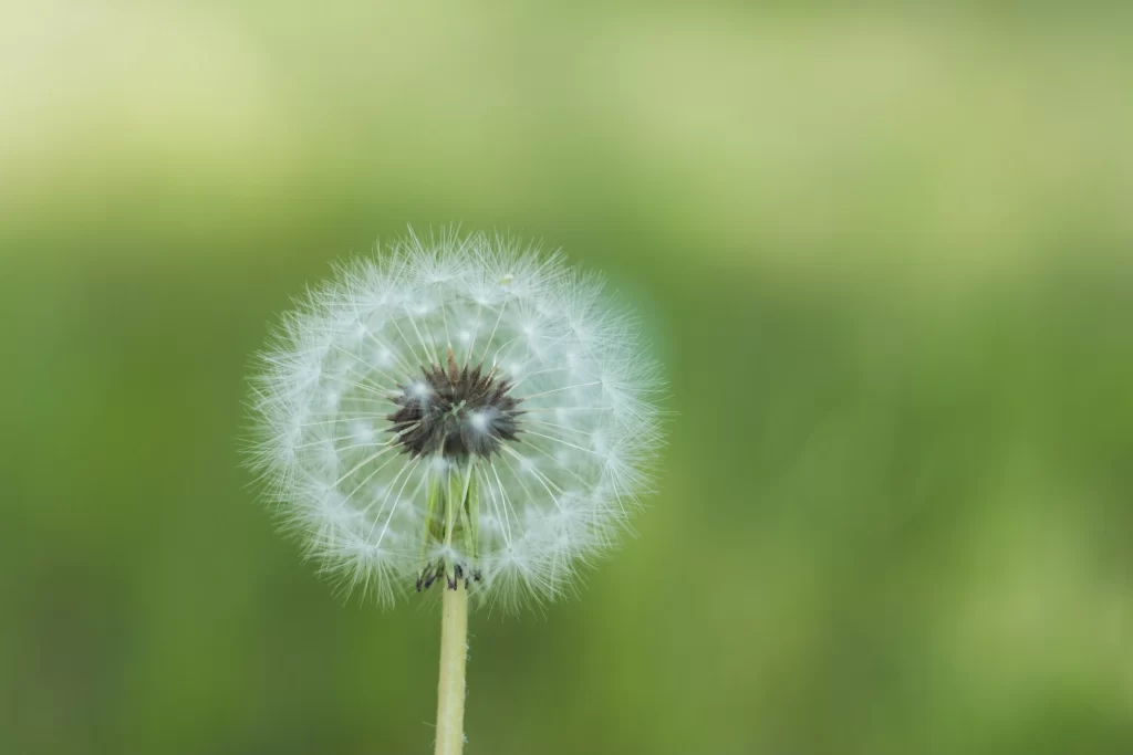 White Dandelion Seed Head Delicate Feathers Green warm Background