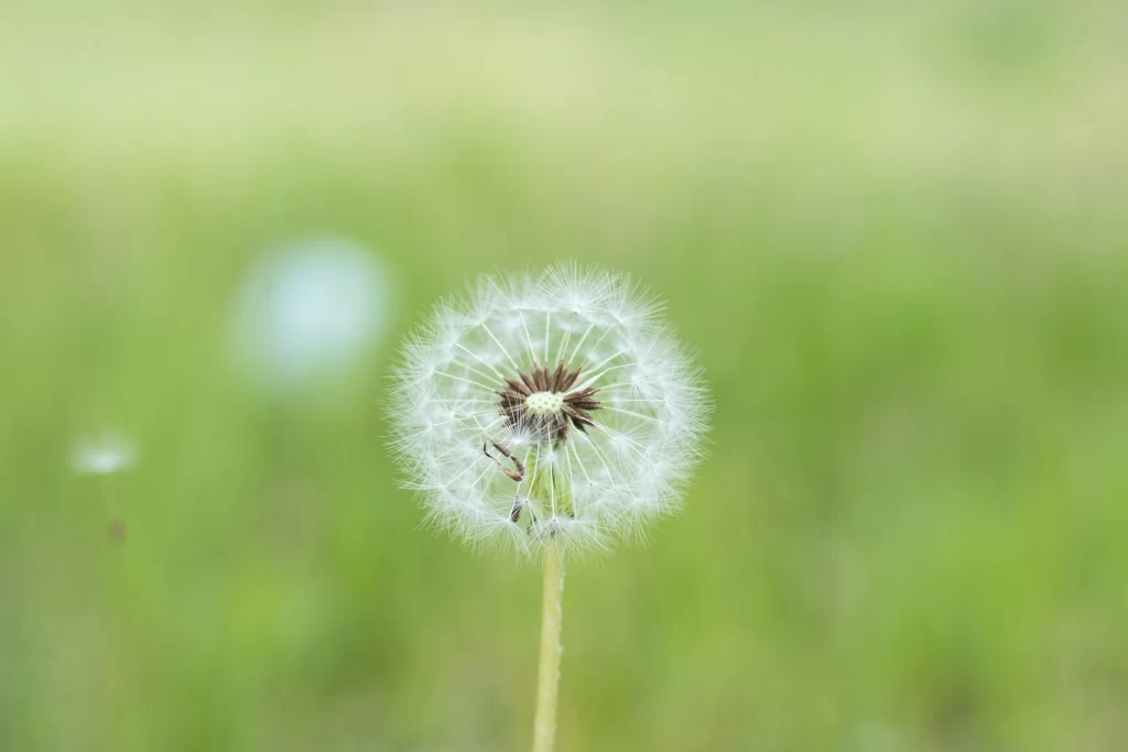 White Dandelion Seed Head Fuzzy Green warm Background
