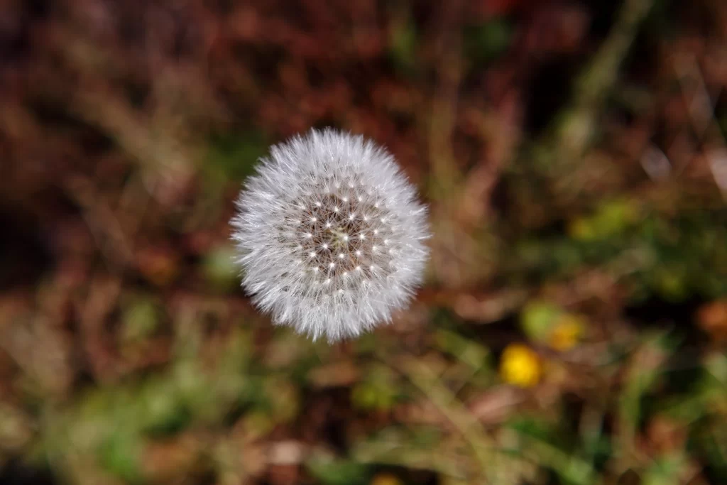 White Dandelion Seed Head Delicate Feathery Nature