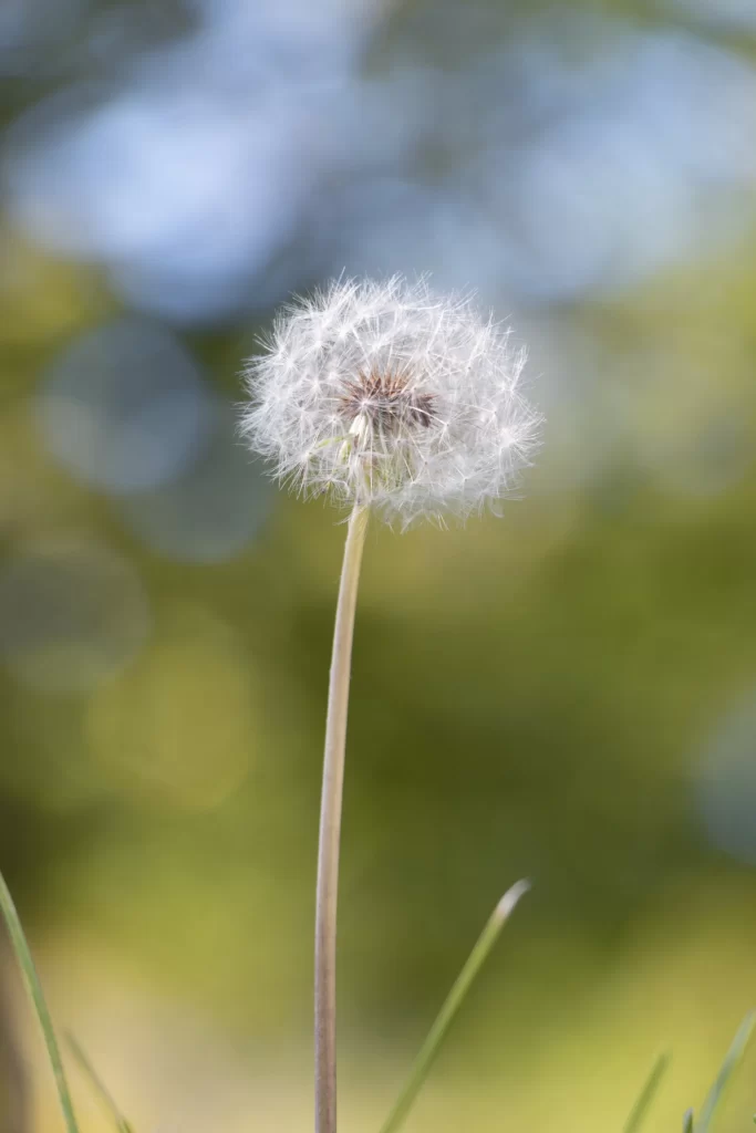 White Dandelion Seed Head Delicate Fuzzy Green Background