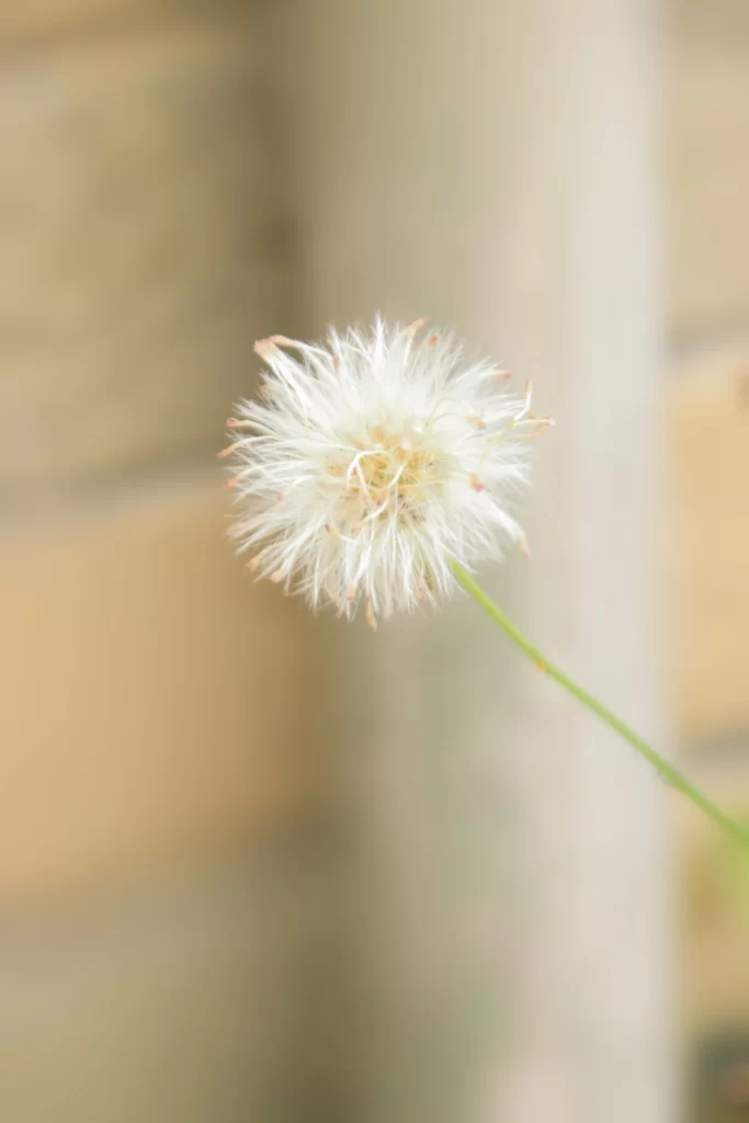 White Dandelion Seed Head Delicate warm Feathery