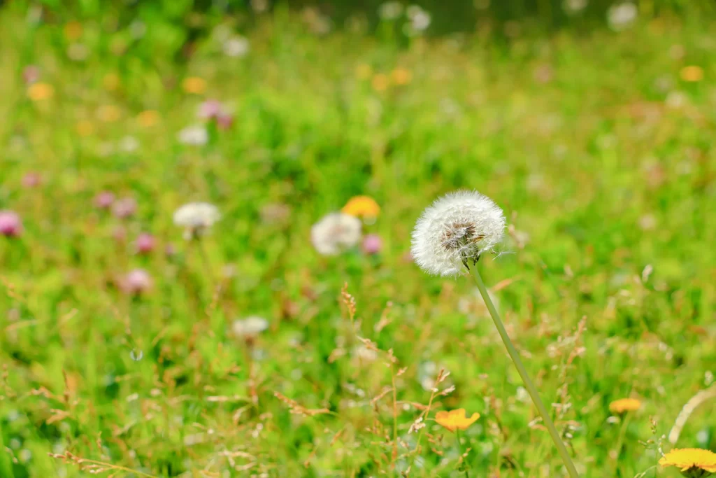White Dandelion Seed Head Green Grass Yellow warm Flowers