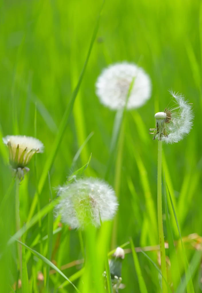 White Dandelion Seed Head Green Grass Delicate warm Feathery