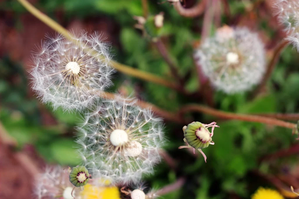 White Dandelion Seed Head Delicate Feathers gray Green