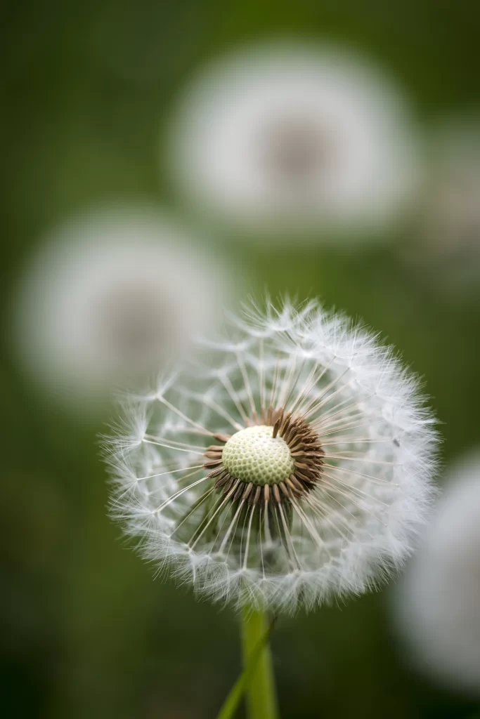 White Dandelion Seed Head Delicate Feathers Green gray Background