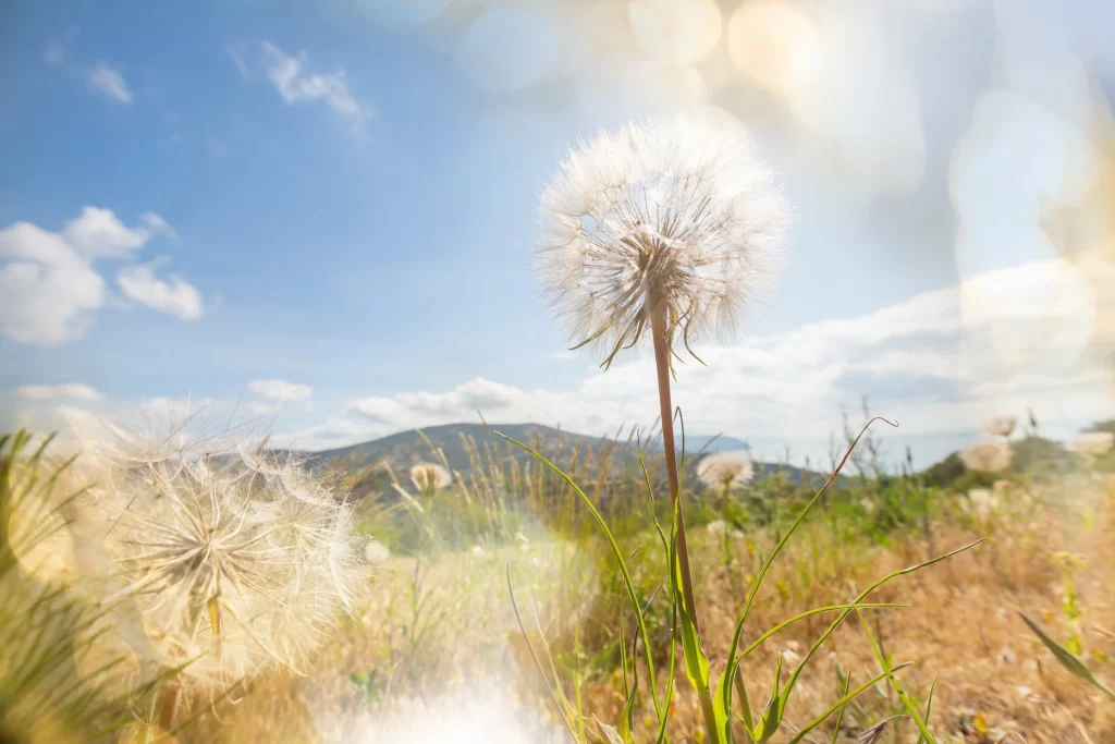 White Dandelion Seed Head Sunny Meadow Greenery