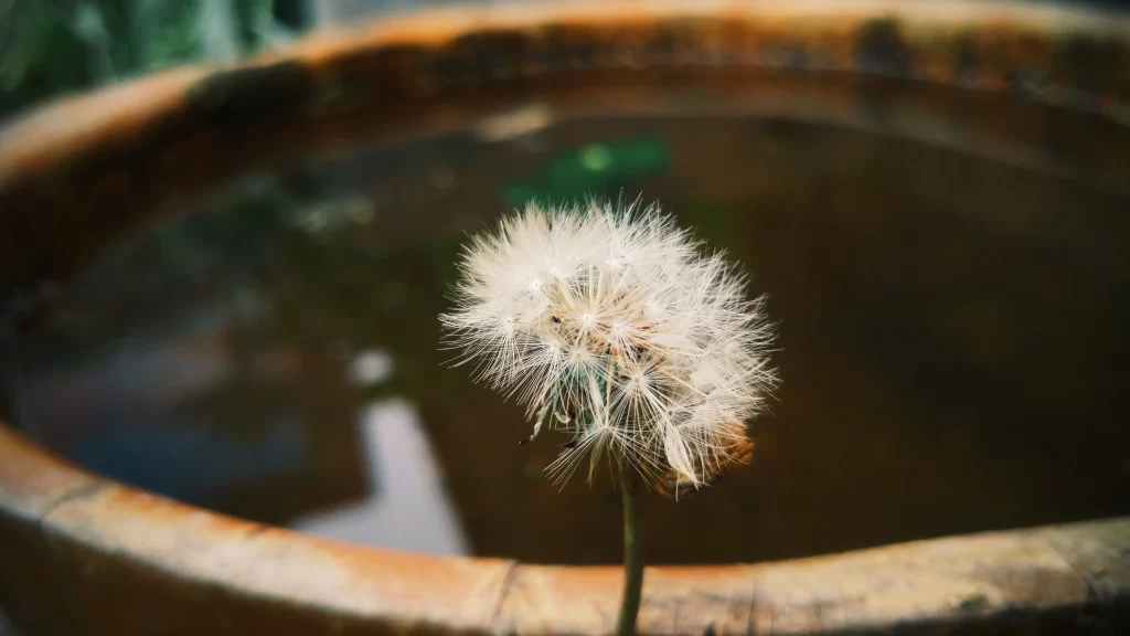 White Dandelion Seed Head Delicate Feathers