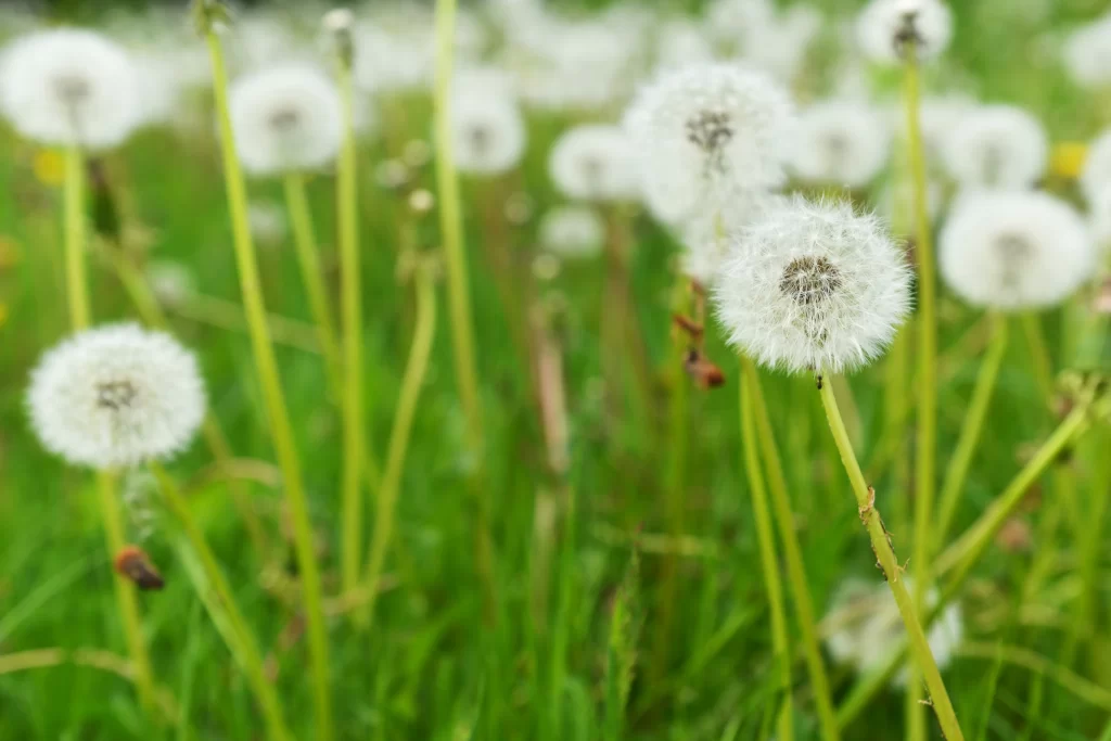White Dandelion Seed Head Green Grass Delicate warm Feathery